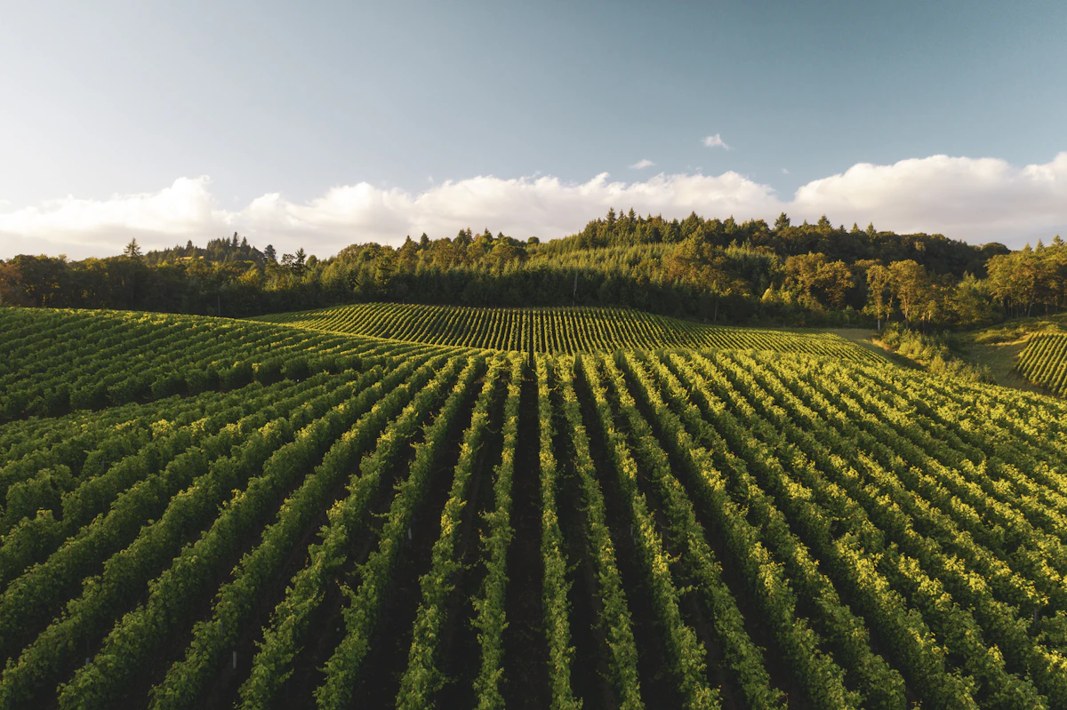 Cultivo agrícola tecnificado